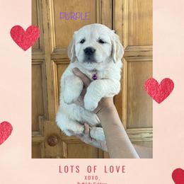 Golden Retriever Puppies from Ruff Life Goldens