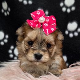Liberty SMALL - Gold female Morkie puppy in Monticello, Iowa from Ashley’s Puppies