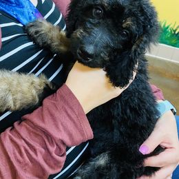 Bernedoodle Puppies from Doodles of Tampa Bay