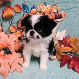 Black Boy (less white) - Black and white male Japanese Chin puppy in Tulsa, Oklahoma from Locust Creek Pugs & Japanese Chin's