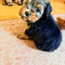 Buddy - Black and tan male Yorkshire Terrier puppy in Boston, Massachusetts from Little Yorkes of Boston