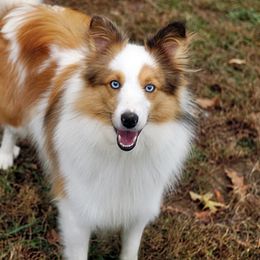 Nemo - Shetland Sheepdog