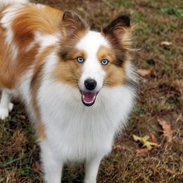 Nemo - Shetland Sheepdog