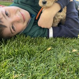 Bernedoodle and Labradoodle Puppies from Royal Doodles