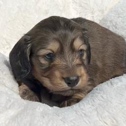 Shaded Cream -- Male - Cream male Dachshund puppy in Kalama, Washington from Dazzling Doxies