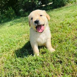 Lime green - Golden male Golden Retriever puppy in Harrisburg, North Carolina from Bunn Ranch Goldens & Bernese