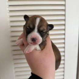 Gabby - Sable female Pembroke Welsh Corgi puppy in Anderson, California from Flying K Corgis