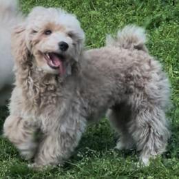 Teal Collar (With Training and Socialization) - Cream male Poodle puppy in Macon, Georgia from Mystic Mini Poodles