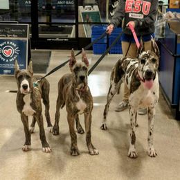 Great Dane Puppies from F&B Kennels
