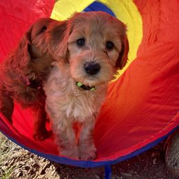 Goldendoodle Puppies from Loving Hearts Goldendoodles