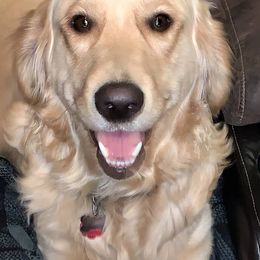 Golden Retrievers from Love4Goldens