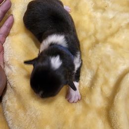 American Corgi Puppies from Shadey Lane Corgis
