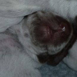 German Shorthaired Pointer Puppies from Siegervale German Shorthaired Pointers
