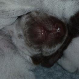 German Shorthaired Pointer Puppies from Siegervale German Shorthaired Pointers
