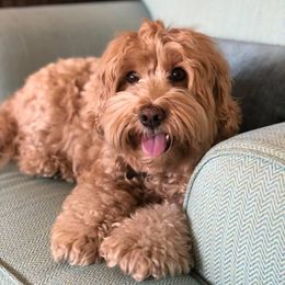 Australian Labradoodle All Grown Up from Mountain Park Australian Labradoodles