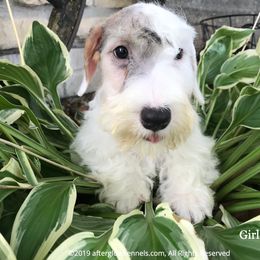 Scottish Terrier and Sealyham Terrier Puppies from Afterglow Kennels, LLC