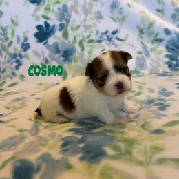 COSMO - Fawn sable male Havanese puppy in Fielding, Utah from LUCKY HAVANESE