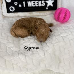 Cypress - Cafe au lait female Poodle puppy in Florida from Adorable Toy-Miniature Poodles