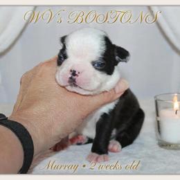 Murray - Black and white male Boston Terrier puppy in North Central, Vermont from Windy Valley’s Bostons