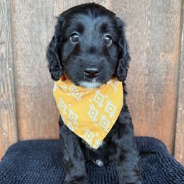 Rocky - Black phantom male Aussiedoodle puppy in Eastland, Texas from H5 Mini Doodles