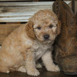 Male 3 - Black Collar - Apricot male Goldendoodle puppy in Macedon, New York from Toodles Goldendoodles