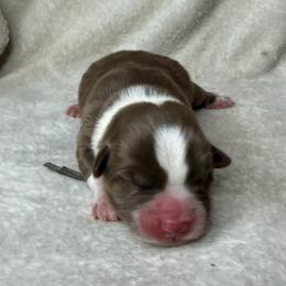 Uncle Fester - Liver and white male American Corgi puppy in Grants Pass, Oregon from KnR Antler Dogs ~ Labrador Retrievers & Corgis