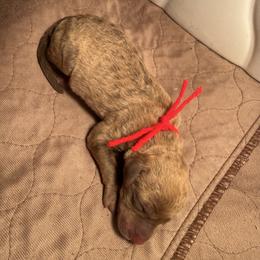 Red Boy - Deadgrass male Chesapeake Bay Retriever puppy in Houston, Texas from Monarch Chesapeakes