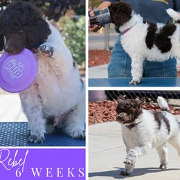 Rebel - Parti male Poodle puppy in Hesperia, California from HD Poodles