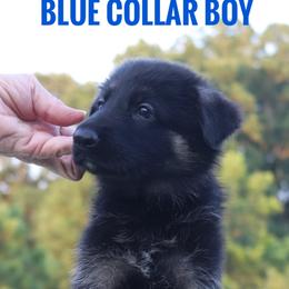 Boy 3 - male German Shepherd puppy in Belton, South Carolina from J-Lyn Shepherds