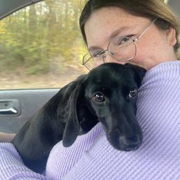 Winnie - Dachshund