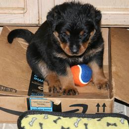 Rottweiler Puppies from Sky Valley Rottweilers