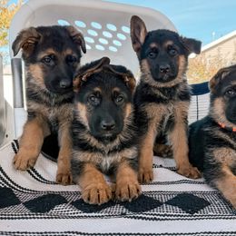 German Shepherd Puppies from Sand Hill Shepherds & Setters