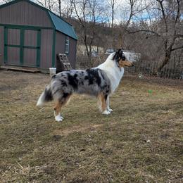 Mercy - Collie