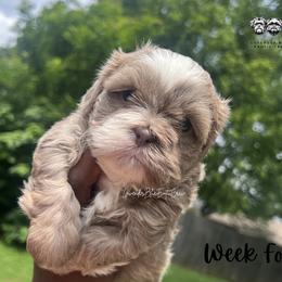 Macchiato - Lilac male Shih Tzu puppy in Olive Branch, Mississippi from Lavender Blue Exotic Crew
