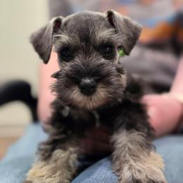Everest - Salt and pepper male Miniature Schnauzer puppy in Piedmont, Oklahoma from J&K's Miniature Schnauzers