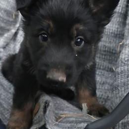 Black Collar Male - Black and cream male German Shepherd puppy in Cadet, Missouri from Working Valley Shepherds