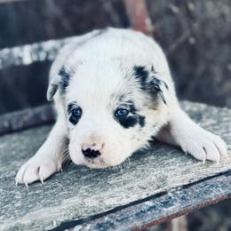 Green - Blue merle male Border Collie puppy in Minden, Iowa from Rocking N Registered Border Collies & Labradors