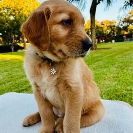 Athena - Light golden female Golden Retriever puppy in Santa Ana, California from American Golden Retrievers