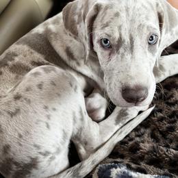 Boston Terriers and Great Danes from Boston’s With a Splash & Sapphire’s Royal Danes
