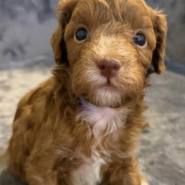 Cavapoo and Goldendoodle Puppies from Agape Southern Farms