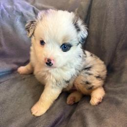 Lily - Blue merle female Toy Australian Shepherd puppy in Union Grove, North Carolina from Grove Farm