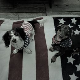 Dachshunds from Mylo's Dachshund's of Texas