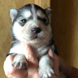 Asher - Agouti and white male Siberian Husky puppy in Thomasville, Georgia from Southern Blues Siberian Huskies