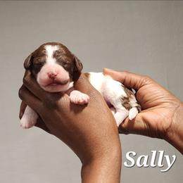 Sally - Parti female Poodle puppy in Dover, Delaware from Dogtastic Poodles