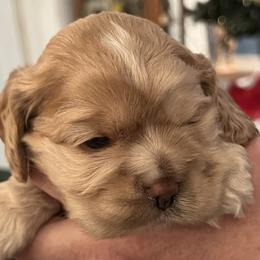 Cocker Spaniel Puppies from Western Kentucky Cockers