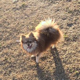 Bailey - Pomeranian