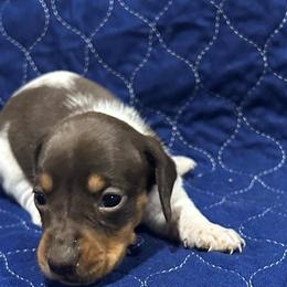Girl 1 - Piebald female Dachshund puppy in Westminster, South Carolina from Carter's Kennels
