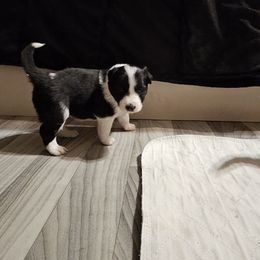 Bisbee - Black and white female Border Collie puppy in Chino Valley, Arizona from Dog Pond Border Collies
