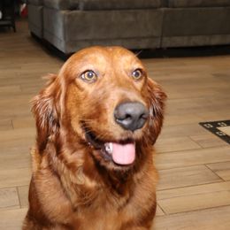 Golden Retriever and Miniature Australian Shepherd All Grown Up from Raised Right Pups