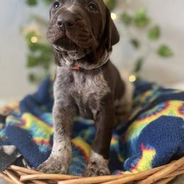 German Shorthaired Pointer and Jack Russell Terrier Puppies from Ivy Creek Kennels
